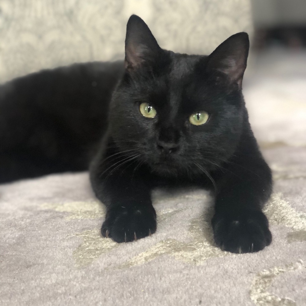 Meet your Posher, Kelly